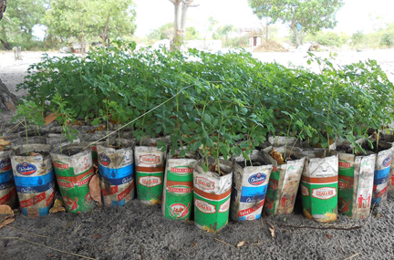 piante-moringa